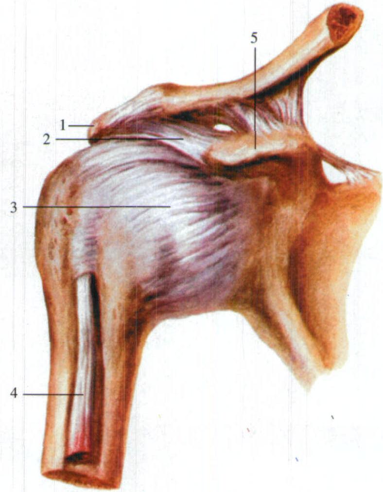 图23 肩关节(前面观)